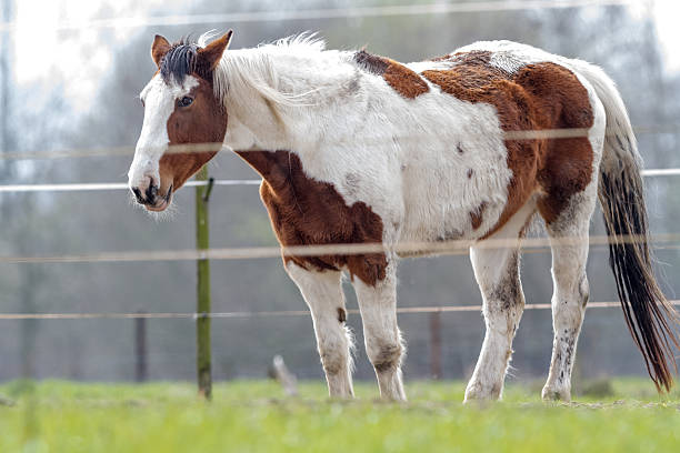 istock horse in the meadow 542306254