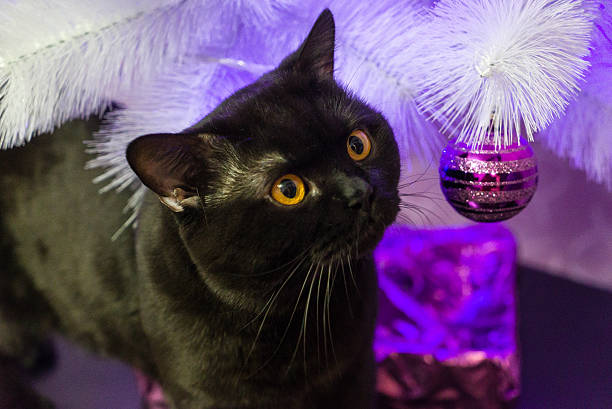 istock Black British cat near a white Christmas tree 542306454
