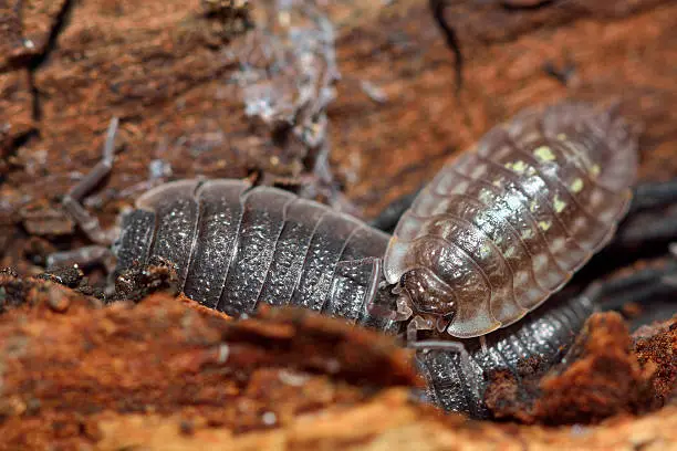 Terrestrial crustacean in stretched position, in the familiy Armadillidiidae