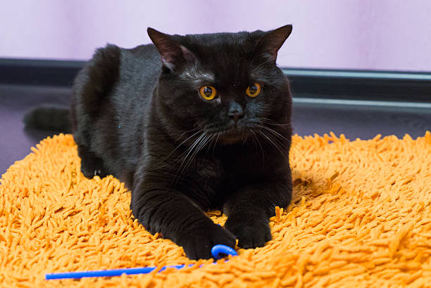 britânico gato preto com laranja olhos huns para um brinquedo - peppy - fotografias e filmes do acervo