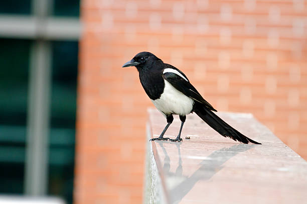 A magpie flies next to a suspension bridge cable in a city park. Behind it stand tall buildings.