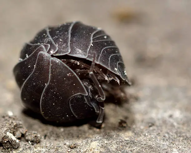 Terrestrial crustacean in a defensive ball, in the familiy Armadillidiidae