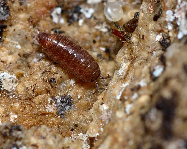 Tiny terrestrial crustacean in the familiy Trichoniscidae, on sedimentary rock