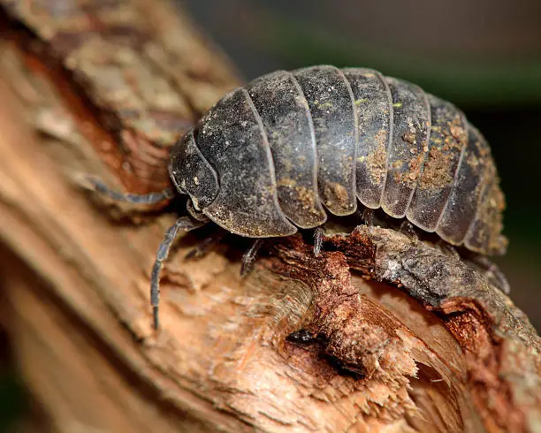 Terrestrial crustacean in the familiy Armadillidiidae, walking over wood