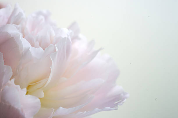 fragment of pink peony