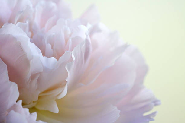 istock fragment of pink peony 542308714