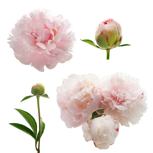 Set of peonies flower isolated on white background
