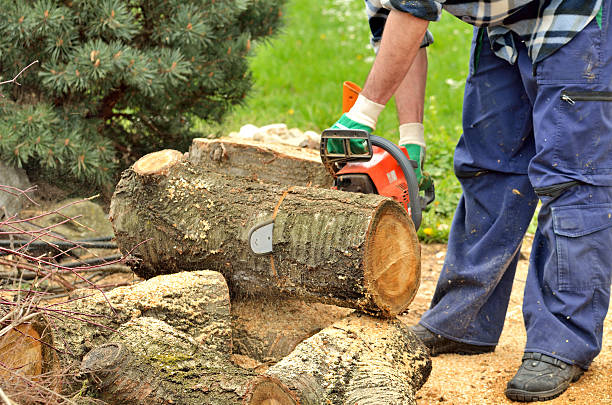 istock Man with chainsaw cutting the wooden log 542309096