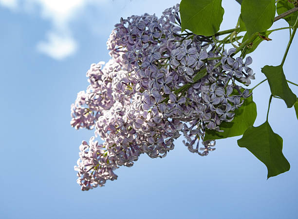 istock Background with bush of Syringa 542310200