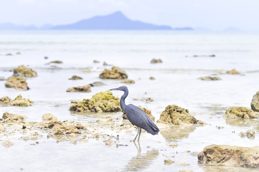 Pacific Reef Egret or Egretta sacra bird in the sea