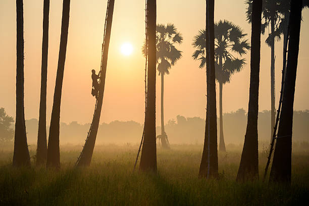 istock Workers in the coconut plantations 542311488