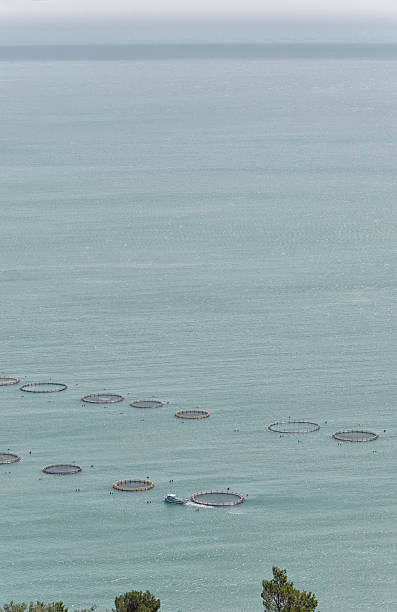 istock Mariculture in the Mediterranean sea 542312400