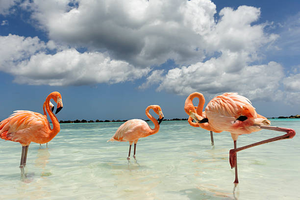 istock Flamingo standing in the turquoise sea 542312660
