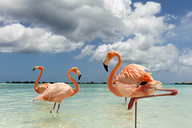 istock Flamingo standing in the turquoise sea 542312690