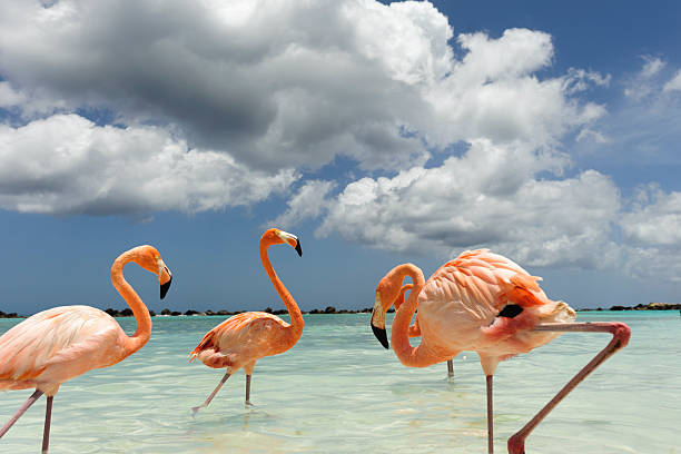 istock Flamingo standing in the turquoise sea 542312728