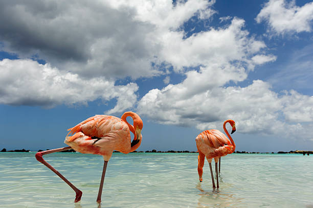istock Flamingo standing in the turquoise sea 542312756