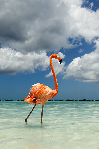istock Flamingo standing in the turquoise sea 542312798