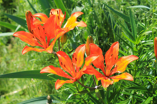 istock Orange lily in the garden 542313184