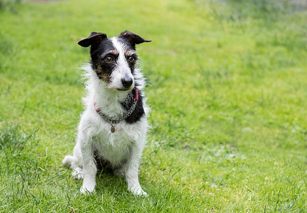istock Jack Russell cross dog. Space for text. 542313210