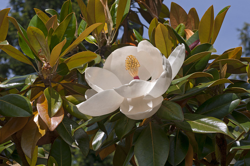 Purple magnolia at country side