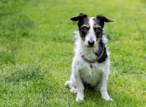 istock Jack Russell cross dog staring into eyes. 542313338
