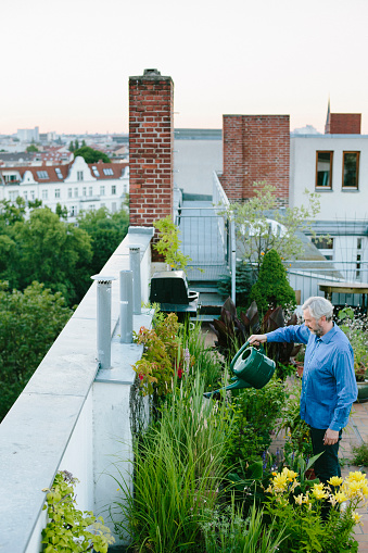 urban gardening: man pours plants on roof garden, skyline in background
