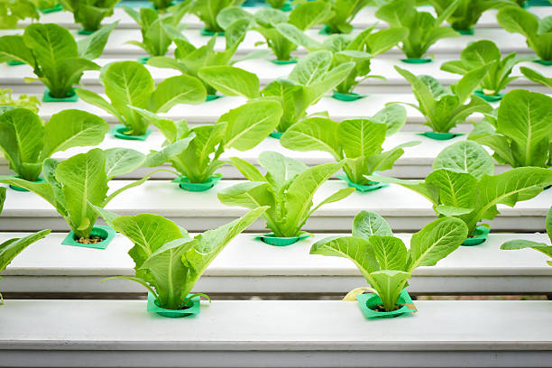 azienda agricola idroponica di verdure, lattuga giovane su mensola di plastica - idroponica foto e immagini stock