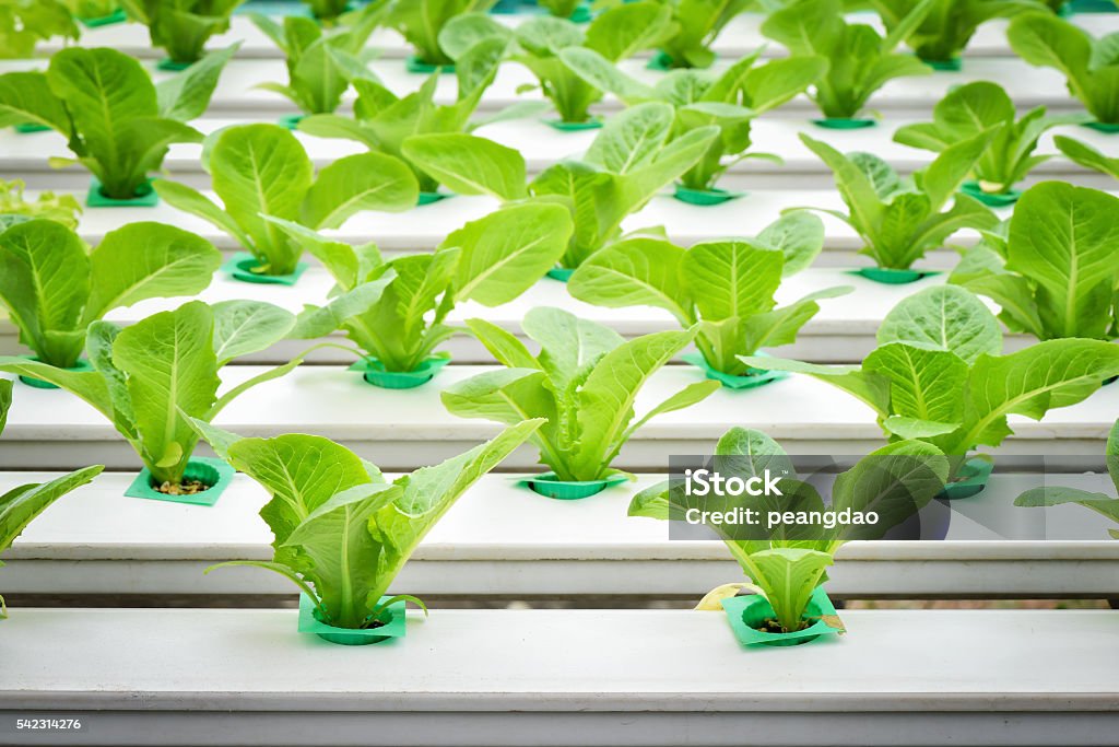 Vegetables hydroponic farm, Young lettuce on plastic shelf Vegetables hydroponic farm, Young lettuce on plastic shelf in a row Hydroponics Stock Photo