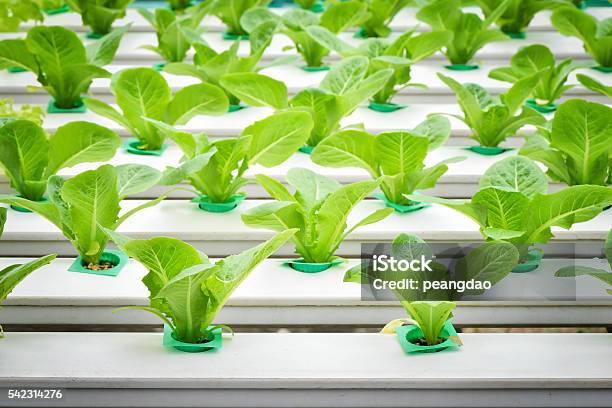 Vegetables Hydroponic Farm Young Lettuce On Plastic Shelf Stock Photo - Download Image Now