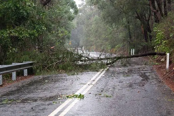 Photo of Fallen tree on the road