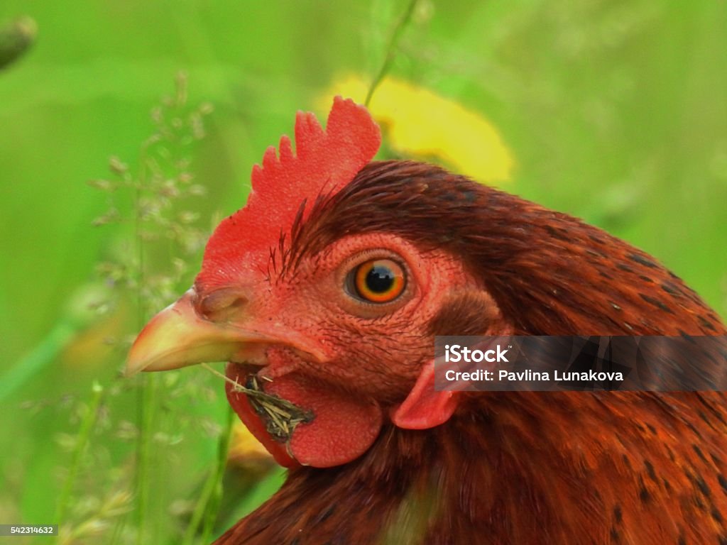 Hen in the grass Animal Body Part Stock Photo