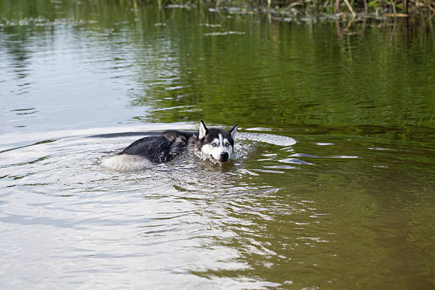 istock Siberian Husky frolics in the river. 542316408