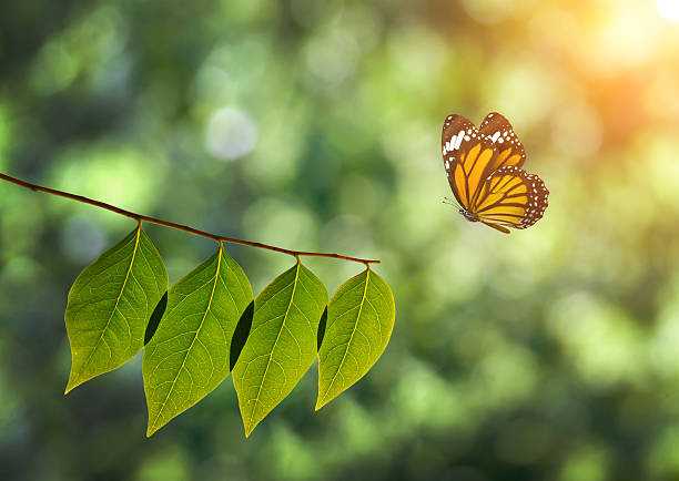 Beautiful butterfly in nature.Animal/Nature background.