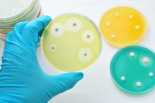 Antimicrobial susceptibility testing Antimicrobial susceptibility testing in petri dish antibiotic resistant photos stock pictures, royalty-free photos & images