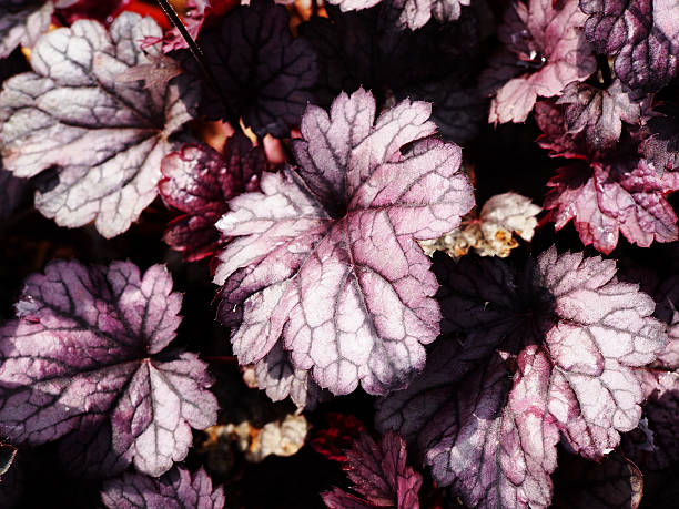 istock Heuchera 'Shanghai' - coral bells, alumroot 542317220