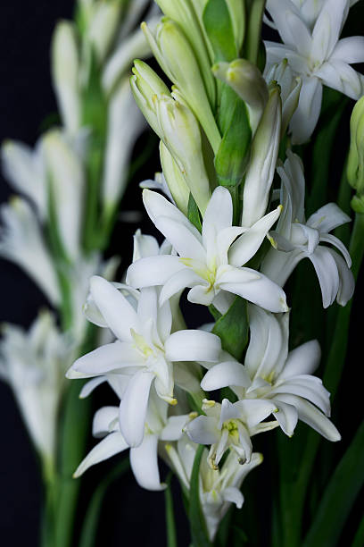 istock Tuberose Flower isolated on black background 542317812