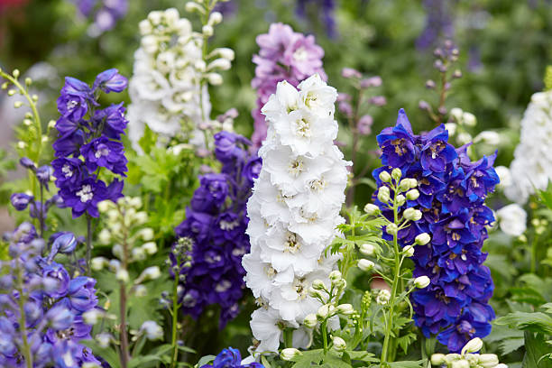 Larkspur flowers, Delphinium elatum Larkspur flowers, Delphinium elatum in white, purple and blue colors perennial photos stock pictures, royalty-free photos & images