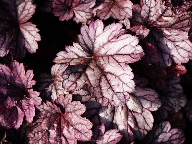 istock Heuchera 'Shanghai' - coral bells, alumroot 542318902