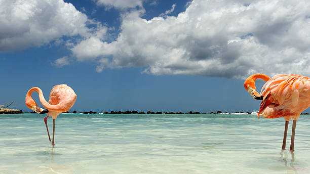 istock Flamingo standing in the turquoise sea 542318960