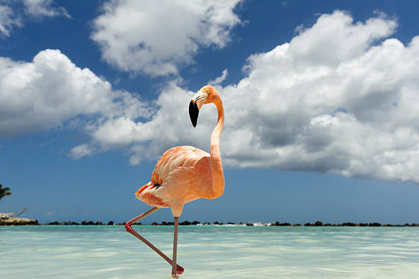 istock Flamingo standing in the turquoise sea 542318992