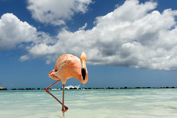 istock Flamingo standing in the turquoise sea 542319022