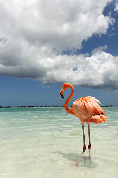 istock Flamingo standing in the turquoise sea 542319090