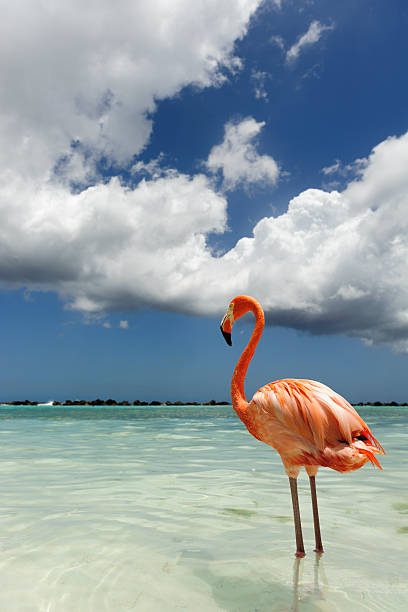 istock Flamingo standing in the turquoise sea 542319108
