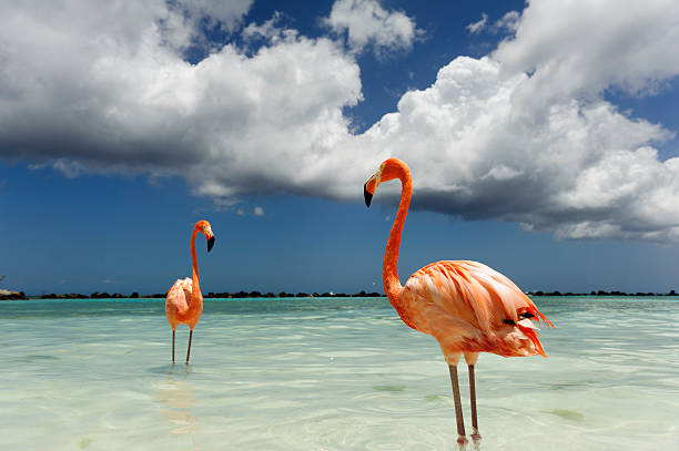 istock Flamingo standing in the turquoise sea 542319138