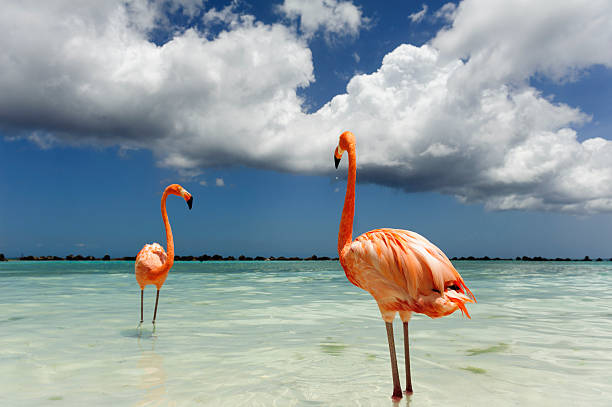 istock Flamingo standing in the turquoise sea 542319162