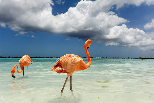 istock Flamingo standing in the turquoise sea 542319190