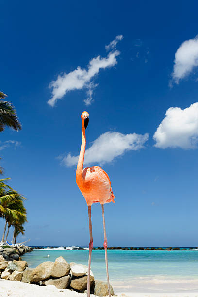 istock Flamingo standing in the turquoise sea 542319286