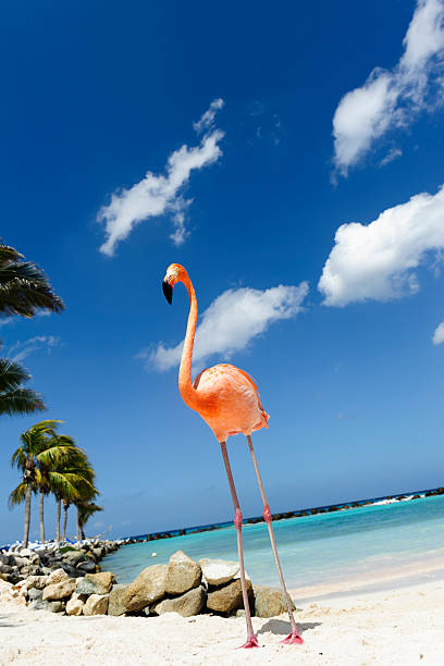 istock Flamingo standing in the turquoise sea 542319312