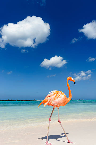 istock Flamingo standing in the turquoise sea 542319376