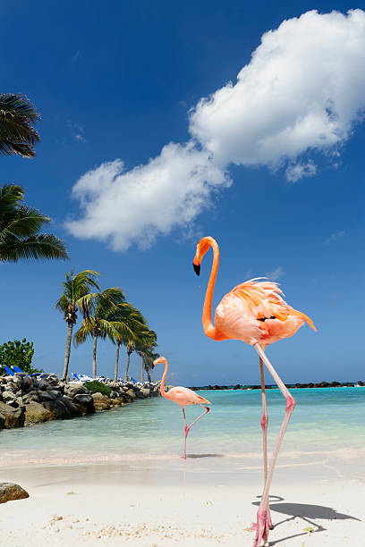 istock Flamingo standing in the turquoise sea 542319448